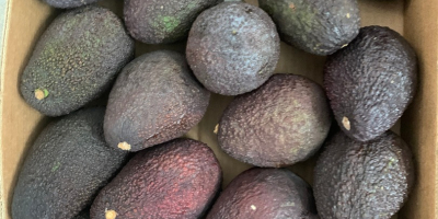 Aguacate HASS en venta minorista / mayorista. Posible cantidad