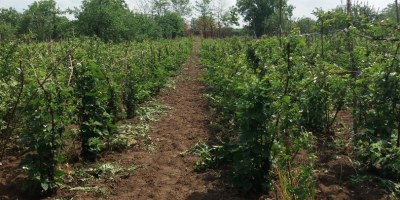 Vendo moras 50-100 kg cada 48 horas, en el