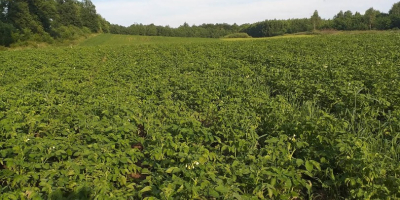 Venderé nuevas papas ecológicas (certificado), señor y variedad de