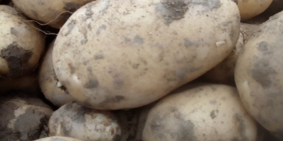 Vendo papas blancas y rojas, ofrecen una cantidad y