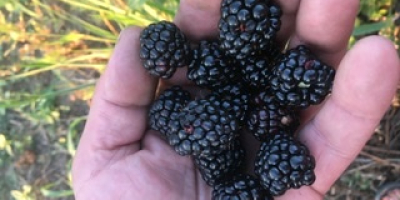 Blackberryes a la venta. Variedad sin espinas. Número de