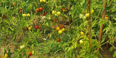 vender tomates (tomates) variedad cristal f1, cantidades variables ...