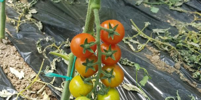 vender tomates (tomates) variedad cristal f1, cantidades variables ...