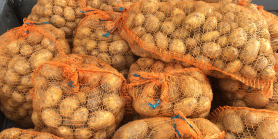 Venderé papas de la variedad Denar.