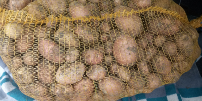 Venderé patatas, variedad wineta.irga.bellerosa