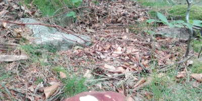 Boletus frescos mixtos