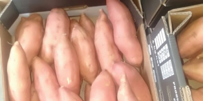batatas frescas listas para la venta para obtener más