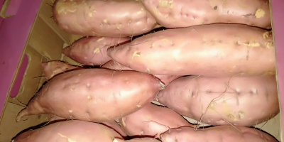 batatas frescas listas para la venta para obtener más