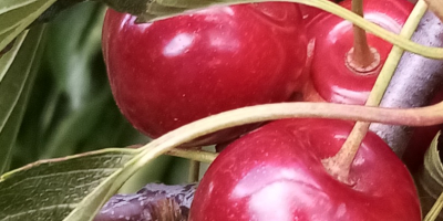 Venderé cerezas Regina, dulces y duras.