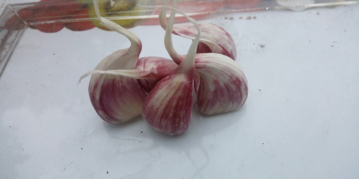 Hola, tengo a la venta variedad de ajo harnaś