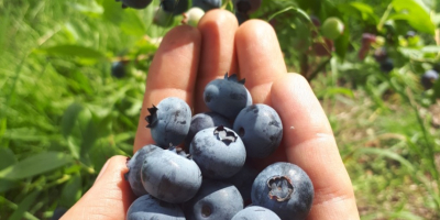 Tengo que vender arándano americano de una granja orgánica