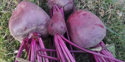 Venderé remolacha roja, hidrato de este año, precio, método