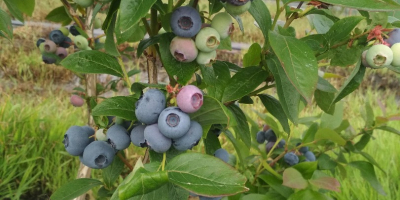 Hola, vendo arándanos de mis propias plantaciones.