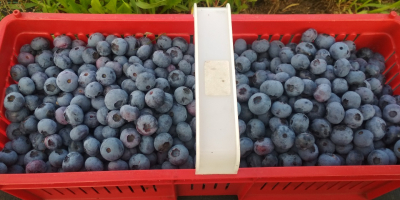 Hola, vendo arándanos de mis propias plantaciones.