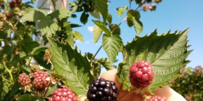 Hola, soy un productor de moras en un área