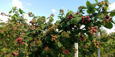 Hola, soy un productor de moras en un área