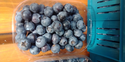 Hola, vendo fruta de arándanos de una nueva plantación.