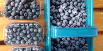 Hola, vendo fruta de arándanos de una nueva plantación.