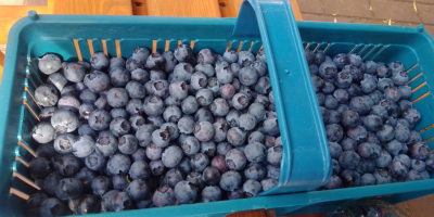 Hola, vendo fruta de arándanos de una nueva plantación.