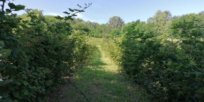 Blackberry Thornfree a la venta. La plantación está en