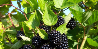 Blackberry Thornfree a la venta. La plantación está en