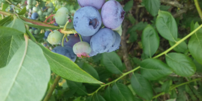 Venderé arándano americano, cosechado cada 3. 4 días en