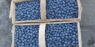 Venderé arándanos de mi propio cultivo. Okay. 500 kg