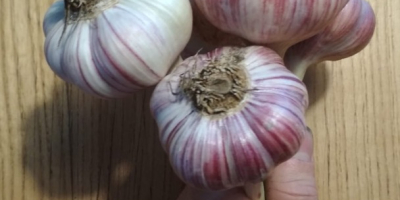 Harnaś ajo de invierno a la venta. Sin herbicidas