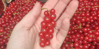 Venderé una grosella roja de postre. Hola, tengo a