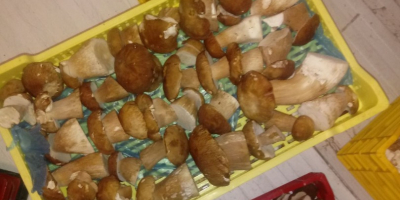 Oferta de hongos porcini congelados - entero, primera clase,