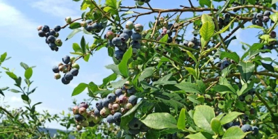 Arándano en venta, variedad Bluecrop. Alrededor de 100 kg