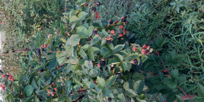 Cultivo orgánico de moras