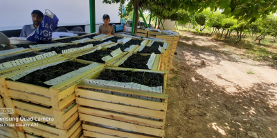 Vendió uvas de Tayikistán en cajas de madera embaladas