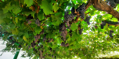 Vendió uvas de Tayikistán en cajas de madera embaladas