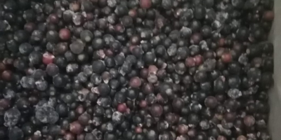 Venderé grosellas negras, congeladas, limpiadas mecánicamente. Entrega gratuita al