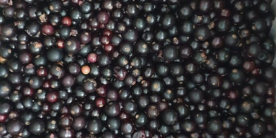 Venderé grosellas negras, congeladas, limpiadas mecánicamente. Entrega gratuita al