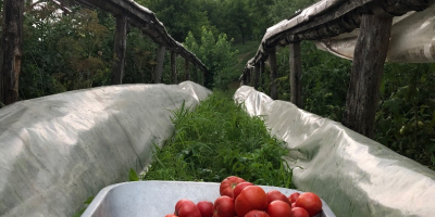 Nuestros tomates se cultivan sin productos químicos, ni en