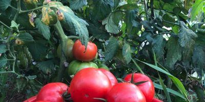 Nuestros tomates se cultivan sin productos químicos, ni en