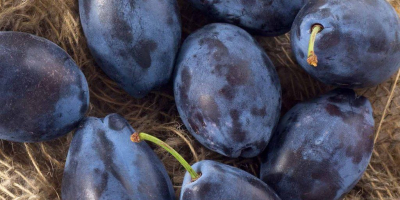 Las ciruelas se levantarán de nuestro huerto, no proporcionamos