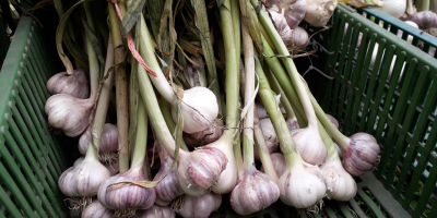 Venderé ajo de invierno polaco sin productos químicos. Calibre