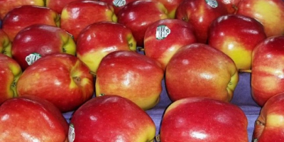 Nombre del producto Manzana fresca de alta calidad Variedad