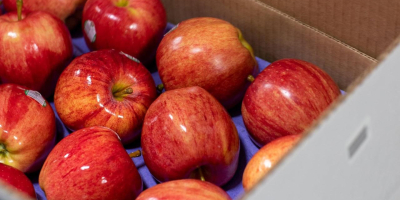 Nombre del producto Manzana fresca de alta calidad Variedad