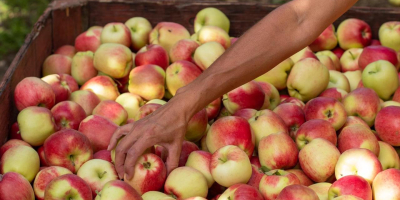 Nombre del producto Manzana fresca de alta calidad Variedad