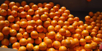 Ofrecemos para la exportación cítricos como naranjas, clementinas, pomelos,