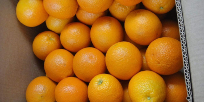 Ofrecemos para la exportación cítricos como naranjas, clementinas, pomelos,