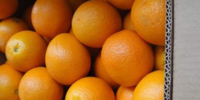 Ofrecemos para la exportación cítricos como naranjas, clementinas, pomelos,