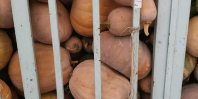 calabaza fresca en entrega FOB de alto tonelaje