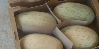Venderé melones de Uzbekistán. La cantidad mínima de pedido