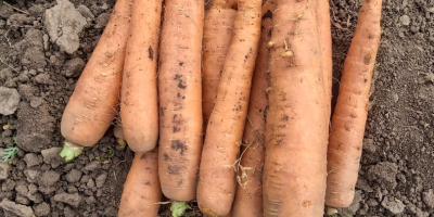 Pret: negociabil in functie de cantitatea dorita. Productor local