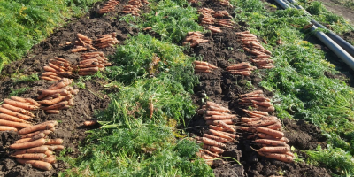 Pret: negociabil in functie de cantitatea dorita. Productor local